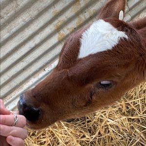 Meet your Posher, Eden